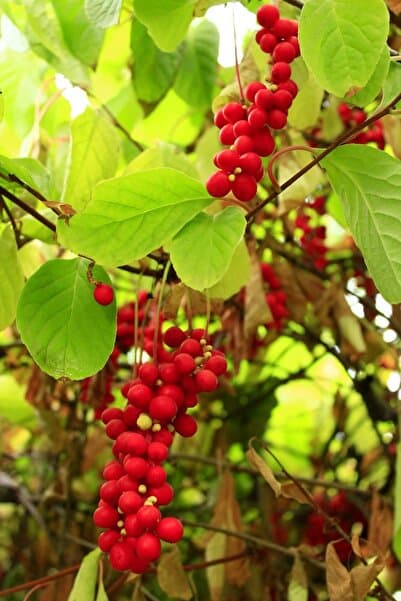 Kamil Erdoğan Tarım Gıda Şizandra Üzüm Fidanı (Schisandra Chinensis) 2 Yaş 1.5 lt Saksıda