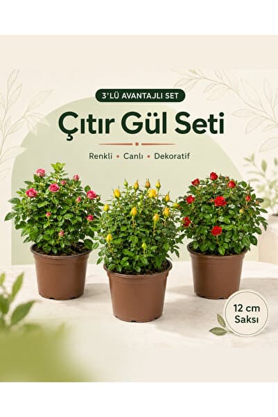 gardenkoala 3-Lü Çıtır Gül- Rosa Mini 12 cm Saksı