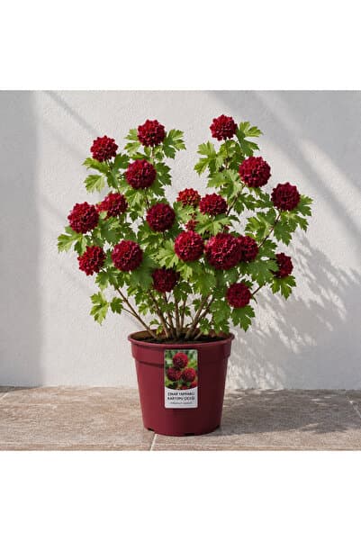 çınar fidancılık ÇINAR YAPRAKLI BORDO KARTOPU ÇİÇEGİ FİDANI 1 ADET TÜPLÜ 60-70 CM BOYUNDA