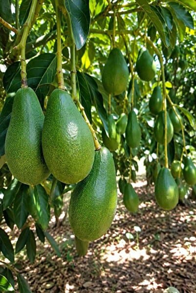bahcemdenonline Clifton Avokado 1 Kg
