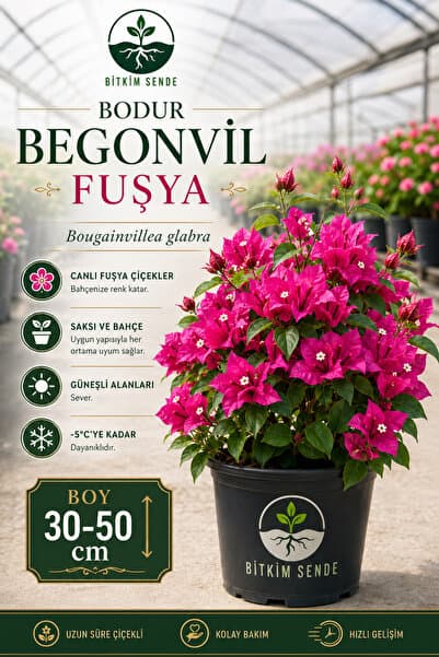 Bitkim Sende Sarmaşık Begonvil Çiçeği- Fuşya Renk Sarılıcı Begonvil - 40/50cm Bougainvillea