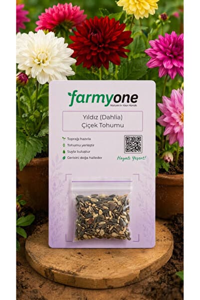 farmyone Yıldız (Dahlia) Çiçek Tohumu 50 Adet