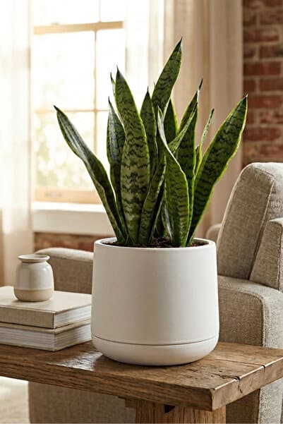 poliva home Atlas Saksı 4 Litre Dekoratif Çiçek Saksısı 27 cm Modern Saksı İç ve Dış Mekan Bitki Saksısı