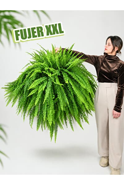 gardenkoala Fujer – Aşk Merdiveni – Nephrolepis exaltata – 21 cm Askılı Saksı