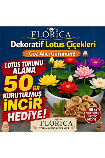 FLORICA Lotus Çiçeği Tohumu 10 Adet- 50 gr Kurutulmuş İncir Bedava