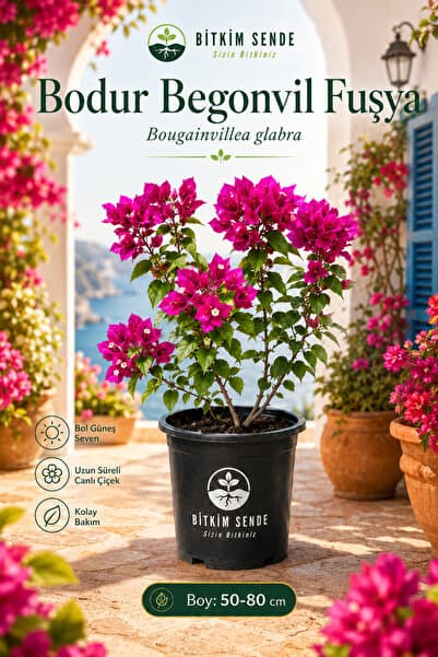 Bitkim Sende Fuşya Bodur Begonvil Saksılı 30-60Cm Boy Bougainvillea