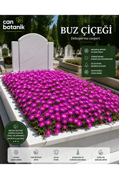 CANBOTANİK Mezarlık bitkisi 10 adet delasperma coperii buz çiçeği SOĞUK VE KURAĞA DAYANIKLI MEZARLIK ÇİÇEĞİ