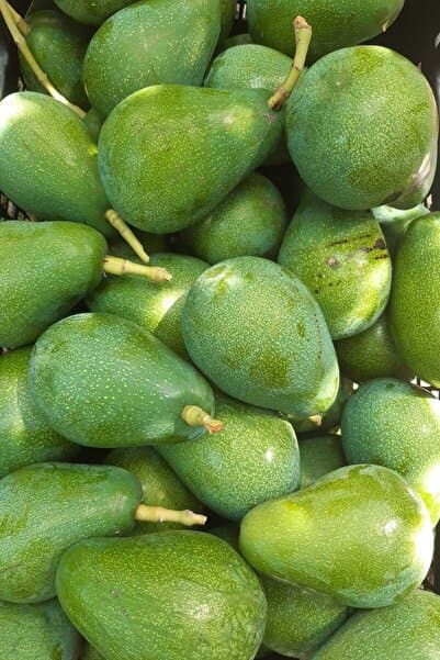 bahcemdenonline Clifton Avokado 2 Kg