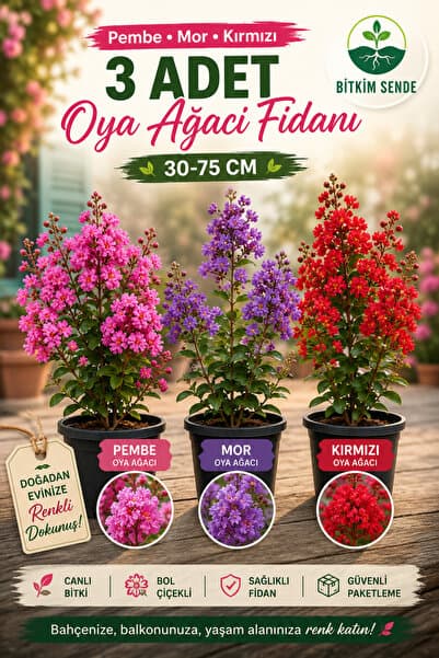 Bitkim Sende Videolu Pembe Kırımızı Mor Renk 3 Adet Oya Ağacı Fidanı 30-75cm Tüplü