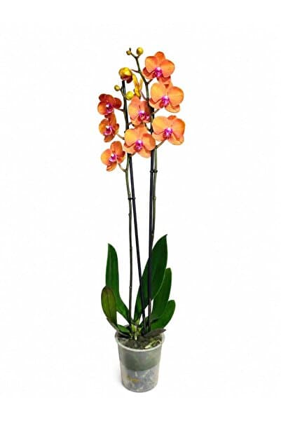 ERNAZ Orkide Phalaenopsis Turuncu Renk Canlı Salon Bitkisi 70-80 cm Boy