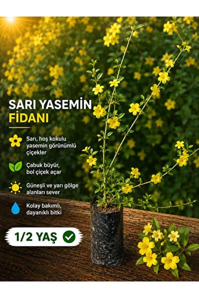 FİDANKÖY Sarı yasemin fidanı büyük tüplü