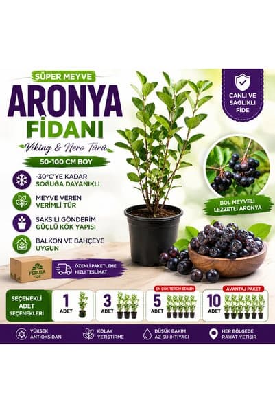 Ferusa Fide 2 Adet Avantajlı Paket Aronya Fidanı Saksılı 50-100 cm Boy Soğuğa Dayanıklı Meyve Fidanı Balkon ve Bahçe İçin Uyumlu