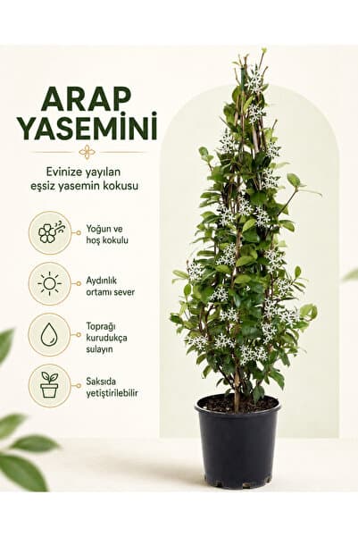 gardenkoala Arap Yasemini – Jasminum sambac – 15 cm Saksı