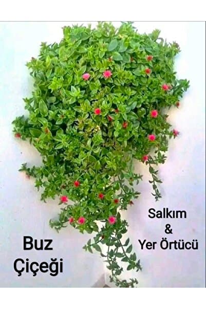 ikizler Buz Çiçeği Yaz Kış Solmayan Salkım ve Yer Örtücü Bitki 4 Dal Topraksız