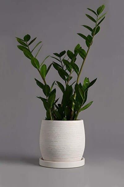 VASODEK Dekoratif Beton Saksı V-122-AÇİK KREM