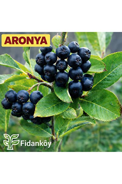 Fidan Köy Aronya buyuk tüplü bahçe kurulumuna uygun