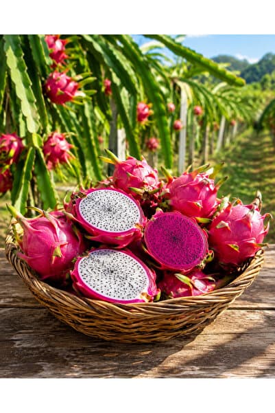 Fruit Paradise 1 kg Ejder Meyvesi, Pitaya , Dragon Fruit