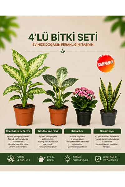 gardenkoala Difenbahya Çeşit – Philodendron Birkin – Kalanşo – Sansevieria – 4'lü Bitki Seti
