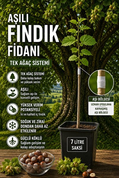 FİDANKÖY Tek ağaç aşılı fındık fidanı Corlyus Colurna buyuk saksıda