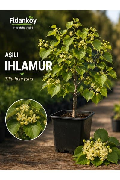 Fidan Aşılı Ihlamur (SALKIM IHLAMUR)