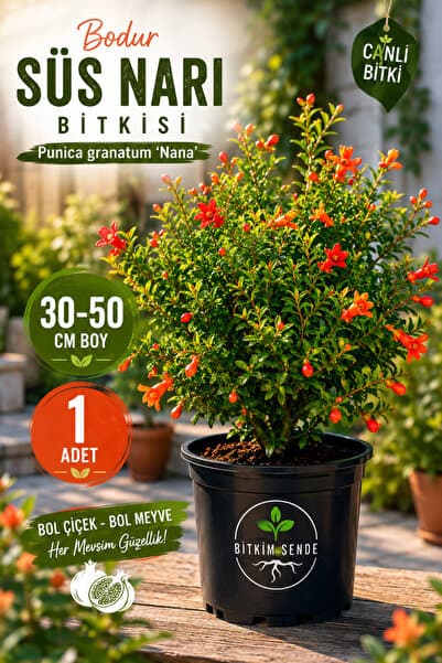 Bitkim Sende Videolu Bodur Süs Narı 1. Kalite 30-60 Cm Saksılı Çiçekli Bodur Bitkiler Pomegranate Tree