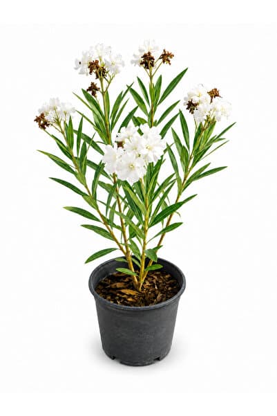 Lotus Botanik Katmerli Beyaz Zakkum Fidanı Nerium Oleander Saksılı Bol Çiçekli Dış Mekan Süs Bitkisi