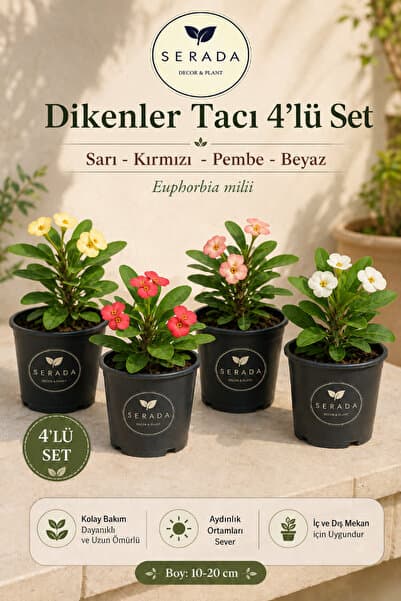 serada decor & plant Videolu 4'lü Dikenler Tacı Çiçeği(SARI-KIRMIZI-PEMBE-BEYAZ)10-15 Cm Tüplü Çiçekli Euphorbia Milii