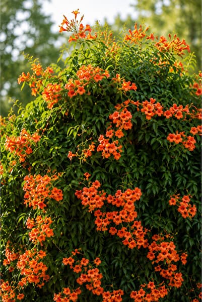 Vasada Acem Borusu Fidanı Bignonia Grandiflora (Campsis Grandiflora) Tüplü 40-50 cm