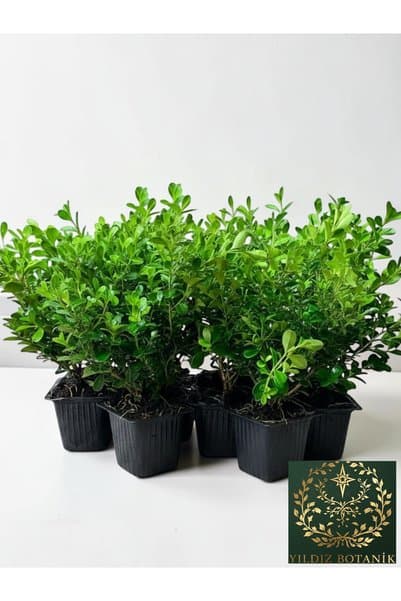 YILDIZ BOTANİK 10 Adet Şimşir Fidanı Yarı Bodur Çit Bitkisi Buxus Sempervirens Rotundifolia 15-20 CM