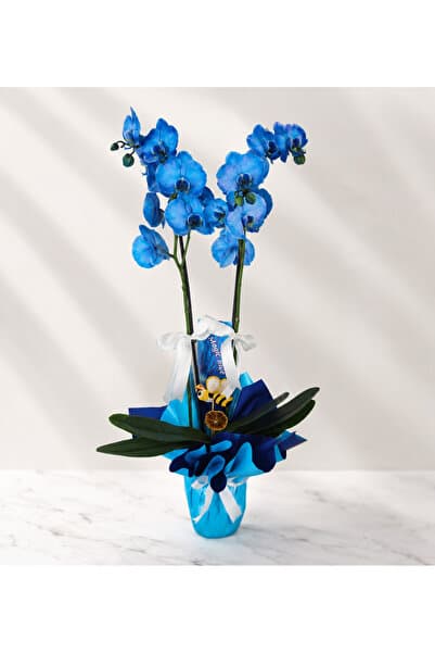 Genel Markalar Çift Dallı Mavi Orkide – Özel Tasarım Saksı Orkidesi | Canlı Phalaenopsis