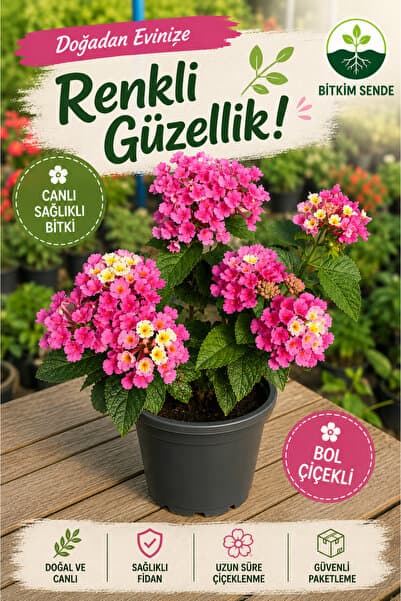 Gardenbox Pembe Renk Lantana Çalı Minesi Çiçeği 20-30cm Sakıslı İç Dış Mekan Uygundur