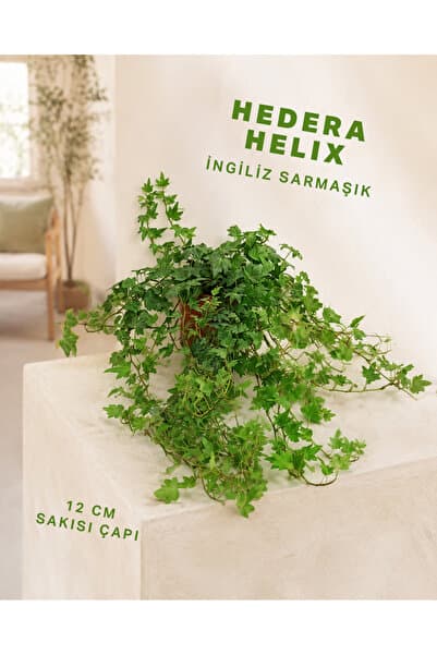 gardenkoala İngiliz Sarmaşığı – Hedera helix – 12 cm Saksı