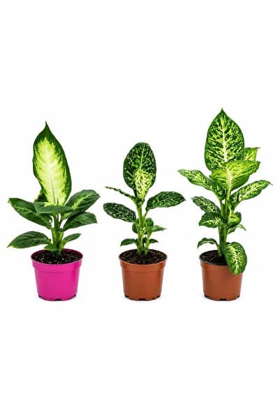 gardenkoala Camilla - Reflector - Mars 12 cm Saksı