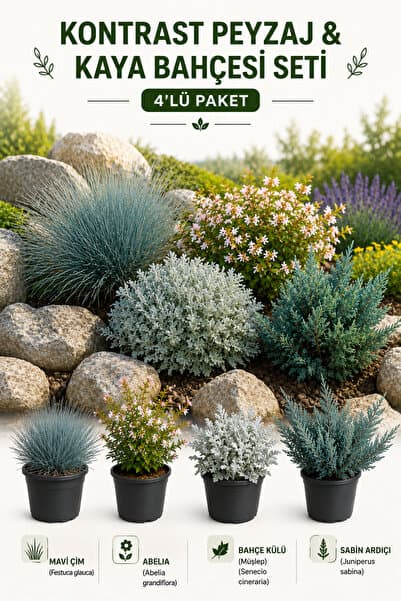 Rosemary Garden 4lü Kaya Bahçesi ve Peyzaj Seti Mavi Çim Abelia Sabin Ardıcı Bahçe Külü Müşlep Fidanı