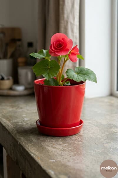 Melkan Home Modern Begonya Saksı 2,2 Litre Tabaklı Çiçek Saksısı – İç ve Dış Mekana Uygun 16x15 cm