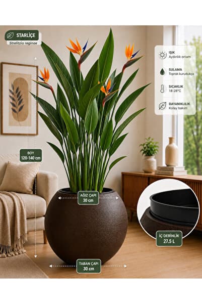 CANBOTANİK DRENAJLI KÜRE 30 Cm DEKORATİF SAKSI EKSPRESSO RENK SALON BALKON SAKSISI