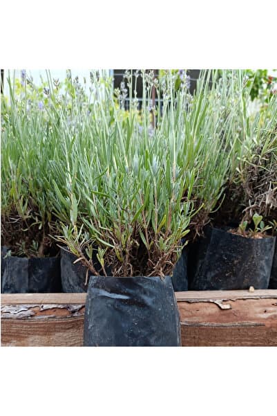 trendege 1 Adet Poşetli Tüplü Angustifolia Lavanta Fidesi Fidanı