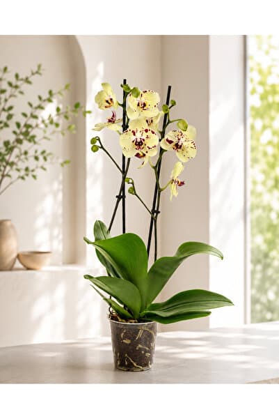 gardenkoala Sarı Phalaenopsis Orkide – Çift Dal