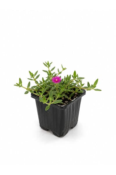 CANBOTANİK Acem halısı çiçek fidesi 1 adet