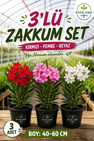 Bitkim Sende Kırmızı Zakkum+Pembe Zakkum+Beyaz Zakkum 3 ADET Saksılı Bahçe Çiçeği