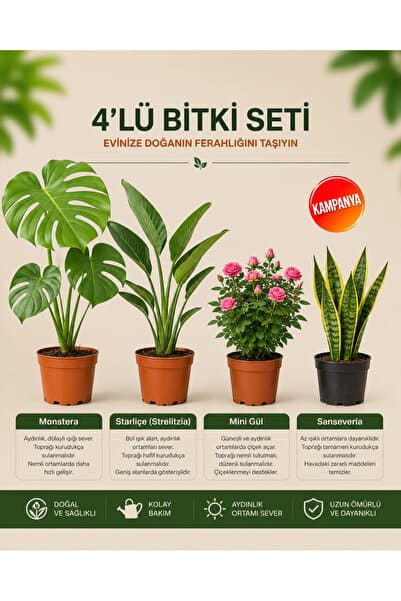 gardenkoala Monstera – Strarliçe – Mini Gül - Sansevieria Superba – 4'lü Bitki Seti