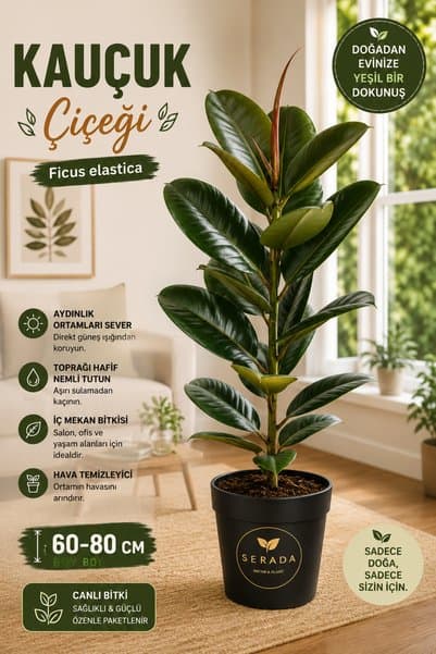 serada decor & plant Avantajlı Saksılı/Tüplü Büyük Kauçuk Çiçeği Özel Çeşit 60-80 Fidanı