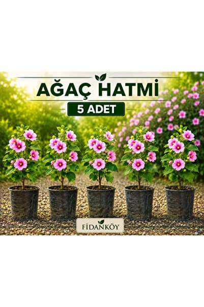 FİDANKÖY Ağaç hatmi fidanı 5 adet tüplü