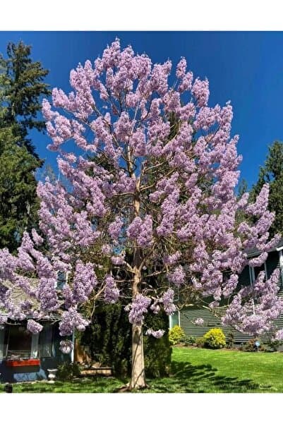 Tunç Botanik Pavlonya Fidanı / Çin Kavağı (Paulownia Tomentosa)