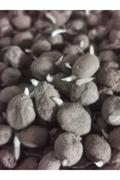 ATAKUM SALEP 100 Adet Salep Yumrusu Tohumu