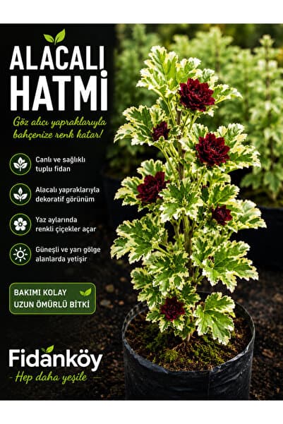 FİDANKÖY Alacalı Hatmi fidanı