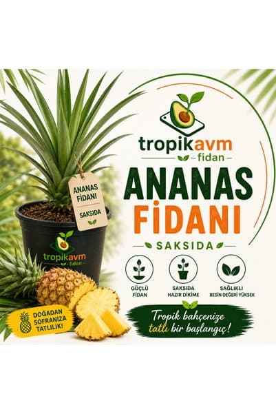 TropikAVM Ananas Fidanı Saksıda