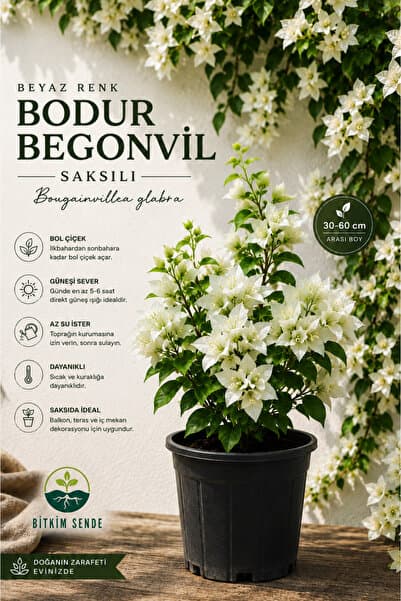 Bitkim Sende Videolu Beyaz Bodur Begonvil Çiçeği Fidanı 30-50 Cm Saksılı Çiçekli Bodur (white Bougainvillea )