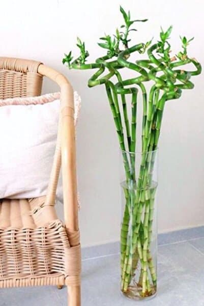 Vento Milano Şans Bambusu - Lucky Bamboo 1 Adet Canlı Salon Bitkisi 100 -cm