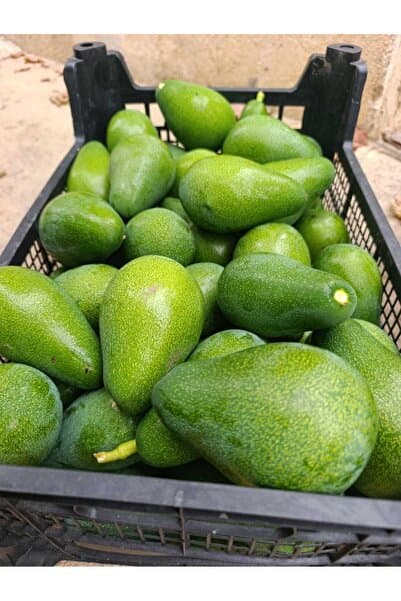 Mirayın bahçesinden Erkenci-Yerli Hasat Avokado 500 gr